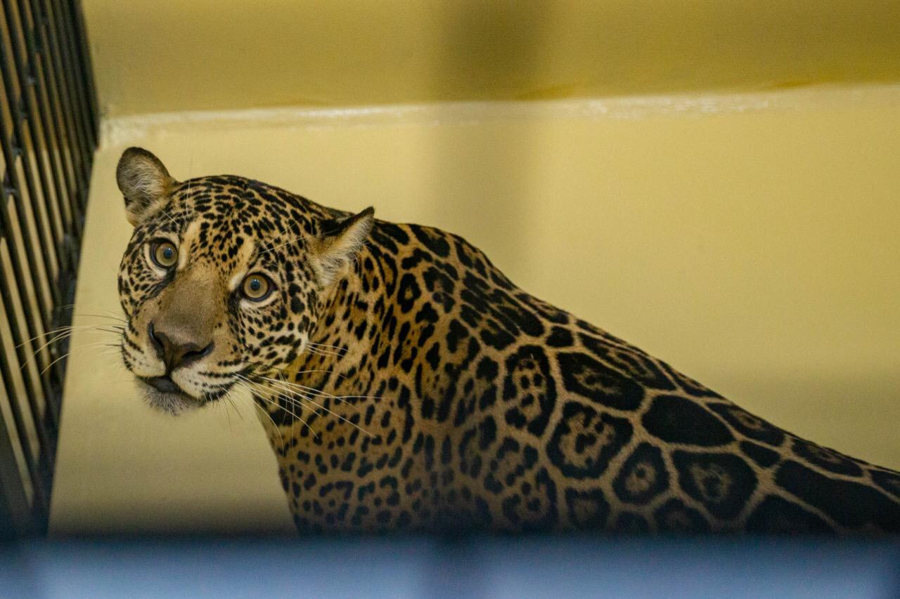 Dos nuevos yaguaretés se incorporan al proyecto  de Reintroducción de la Especie en el Parque Iberá