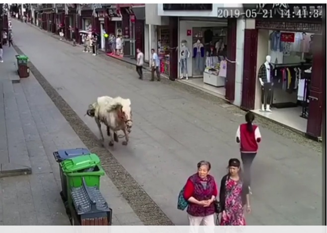 En China: un caballo fuera de control atropelló a tres personas