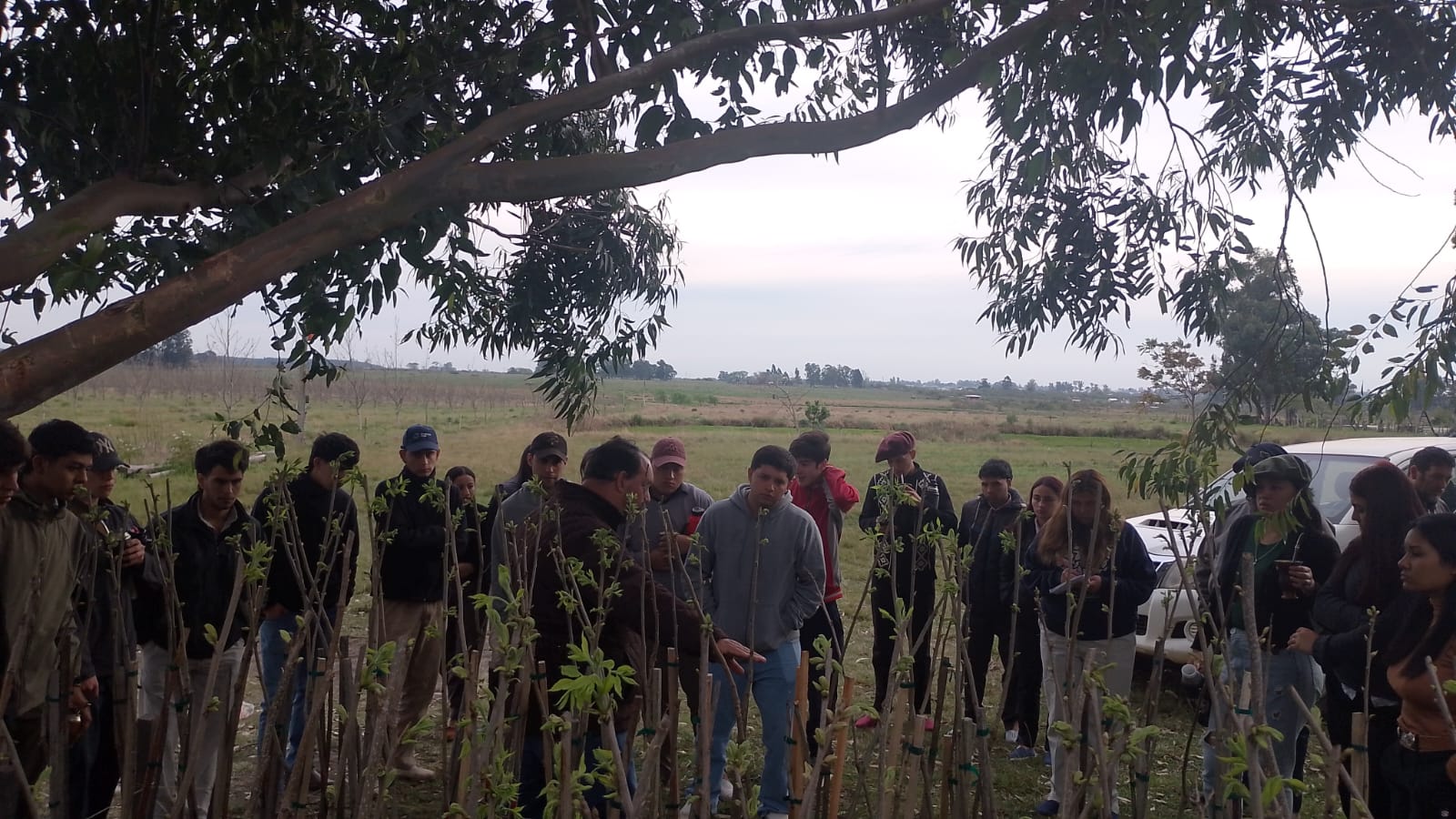 DESARROLLO Estudiantes conocieron en terreno el ciclo productivo de la nuez pecán