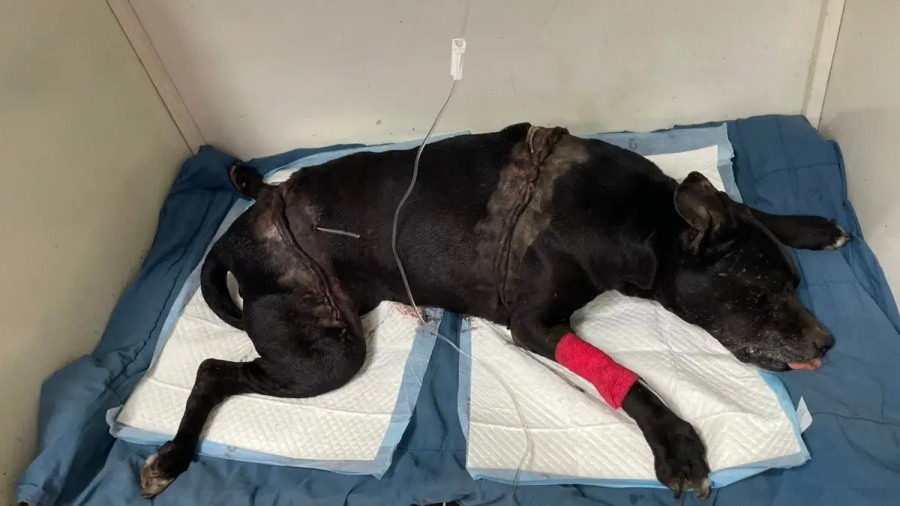 Una perra fue atropellada por un camión, la cirugía cuesta $250.000