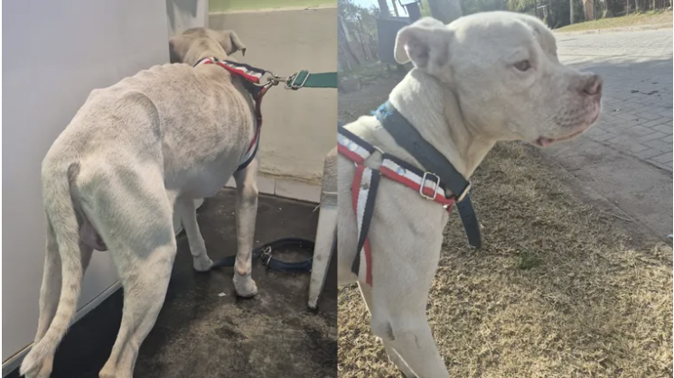 Rescataron a un dogo desnutrido en la casa del único detenido por el crimen de Agostina Vega