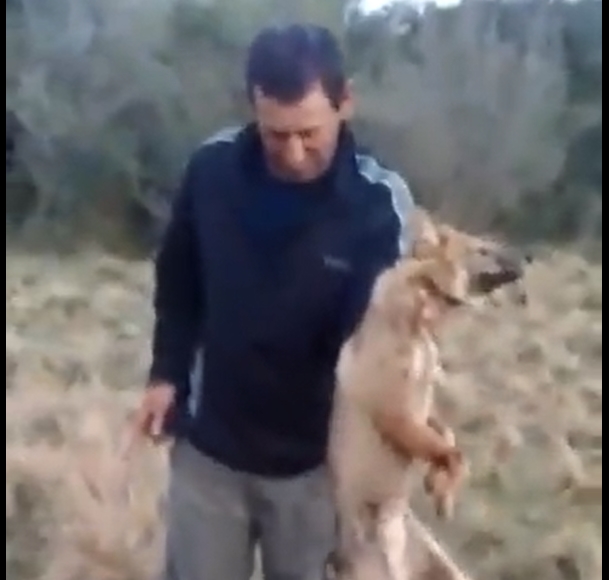 Detuvieron al hombre que prendió fuego la cola a un zorrito