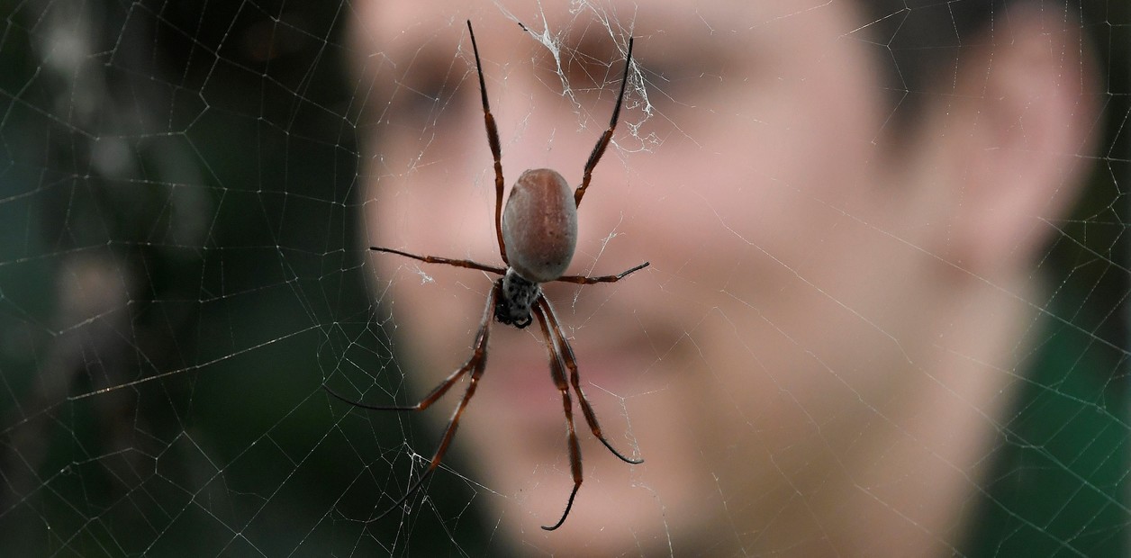 Fue al doctor por una “rara sensación”en su cabeza: una araña tejía dentro de su oído