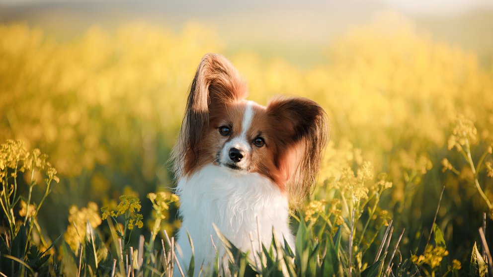 Cuáles son las 10 razas de perro más inteligentes del mundo