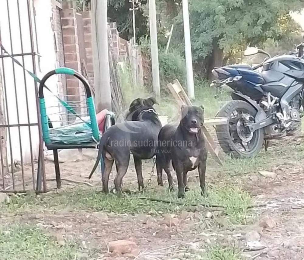 Sacrificaron a los pitbull que atacaron brutalmente a un nene en Corrientes