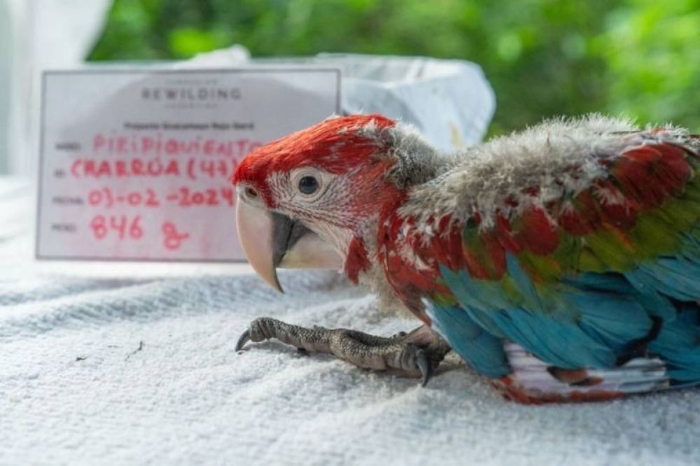 Un guacamayo rojo murió tras ser herido por menores de entre 10 y 12 años