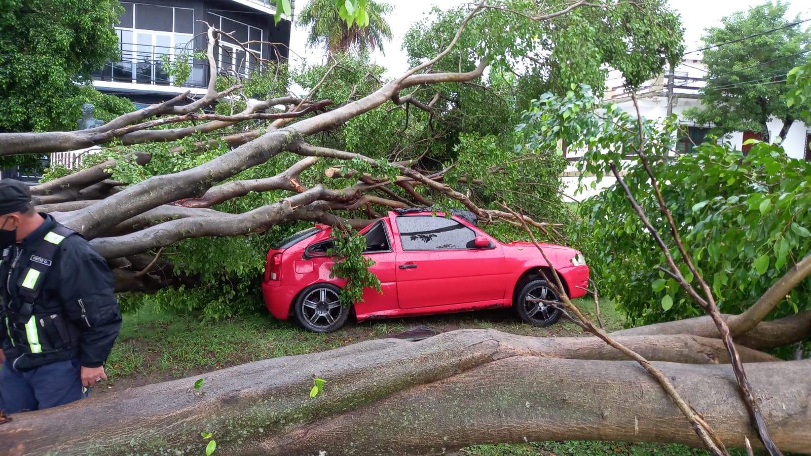 Esquina: feroz árbol cayó sobre un automóvil