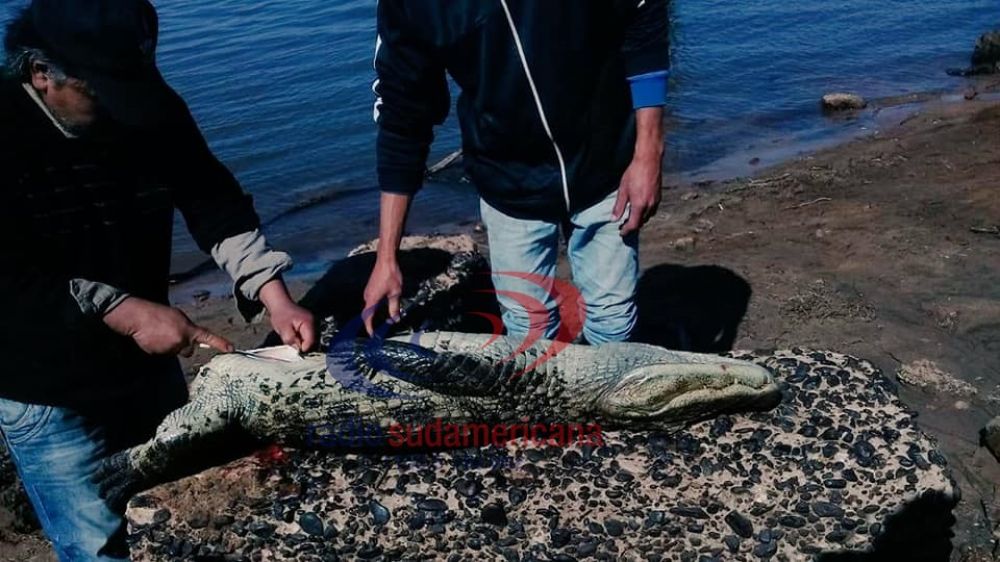 Indignante: asesinaron a un yacaré en una playa de Corrientes