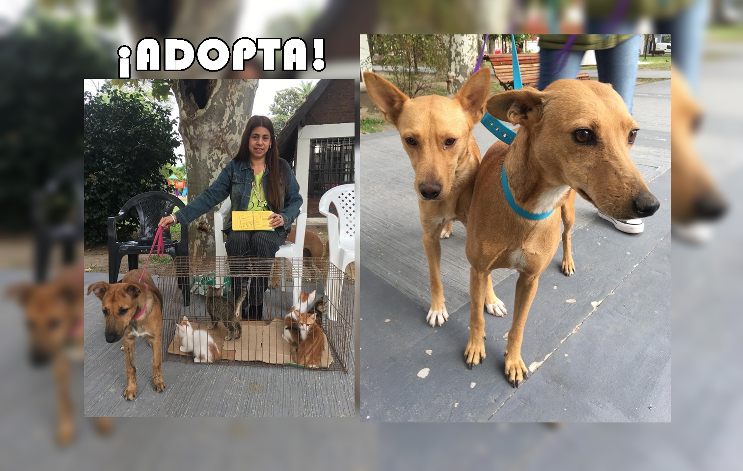¿Buscas una mascota? Acercate a la Plaza 25 de Mayo