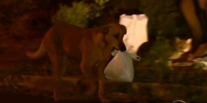 Curuzú Cuatiá: un perro encontró una bolsa con un feto