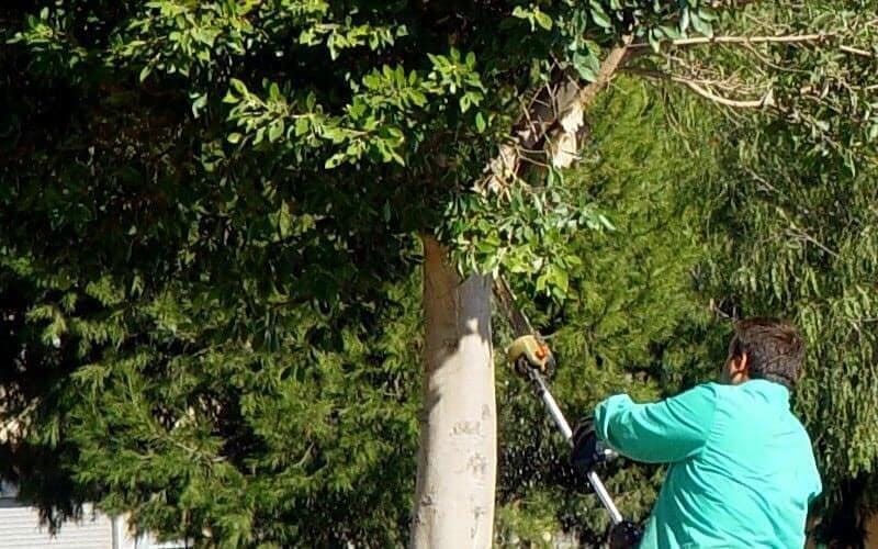 Tragedia en Corrientes: podaba el árbol de su suegro, cayó y murió