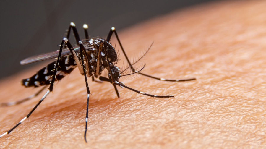 La Provincia presentó el Plan de Prevención y Control de Dengue 2025-2026
