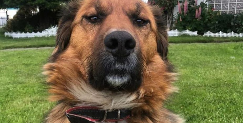 Chile: Asumió el "primer perro de la Nación" y causa furor en las redes