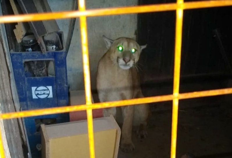 Video: salieron de su casa y un puma los sorprendió en el patio
