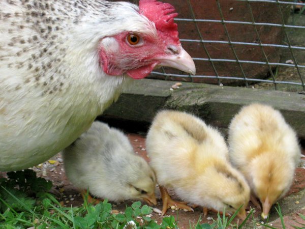 Matan 700 gallinas a palazos: la policía culpa a dos nenes