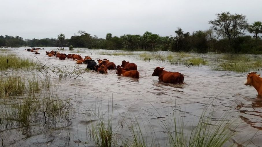 Goya: joven peón rural murió ahogado cuando trasladaba ganado
