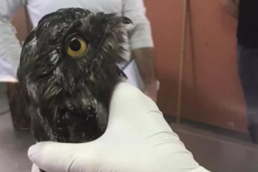 Un ejemplar del "Pájaro fantasma" fue liberado en Corrientes