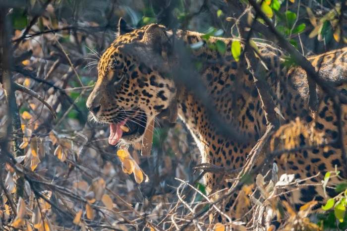Tania, la histórica yaguareté se va de los Esteros del Iberá