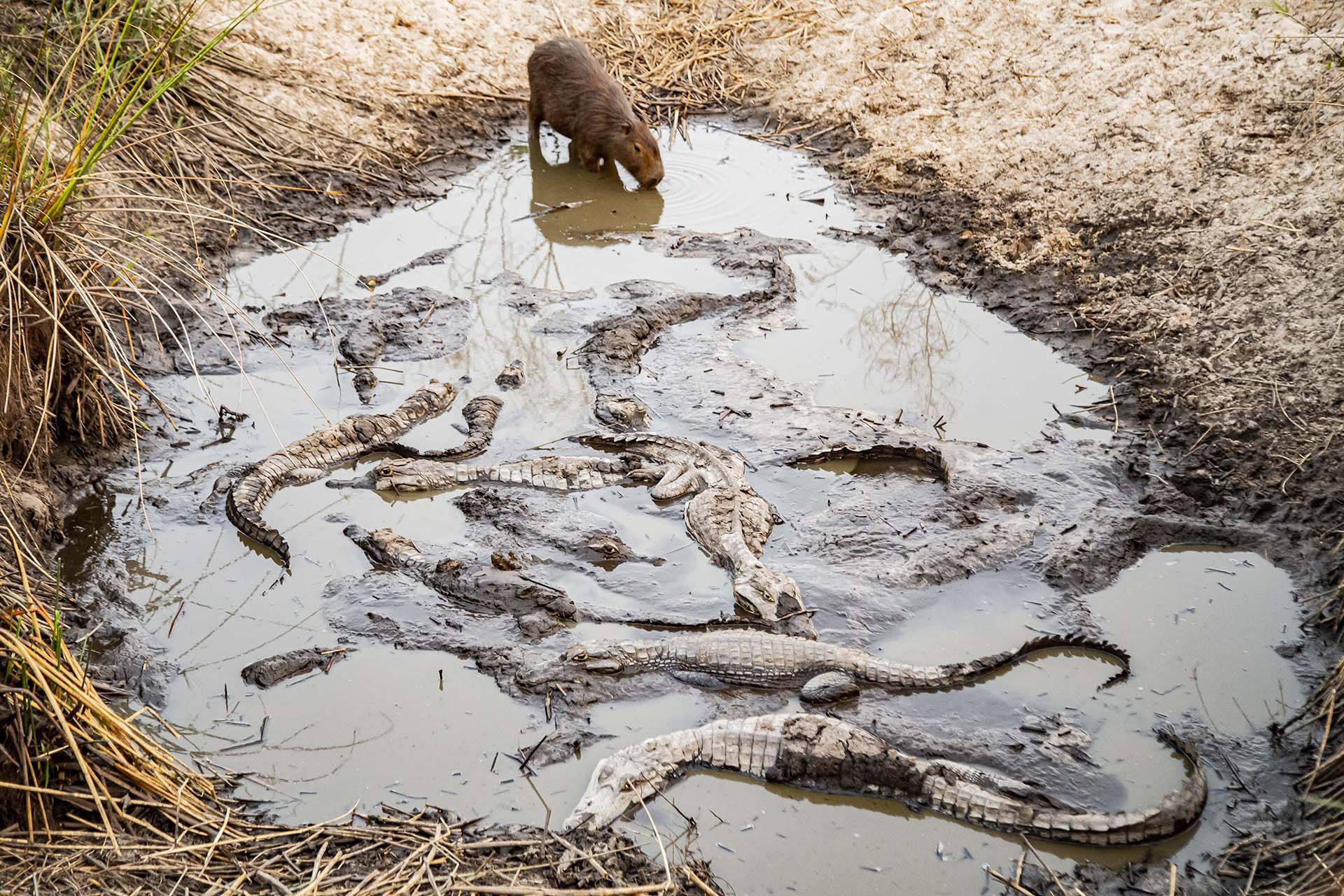 30 fotos dramáticas de los animales salvajes de los Esteros del Iberá amenazados por la sequía y los incendios