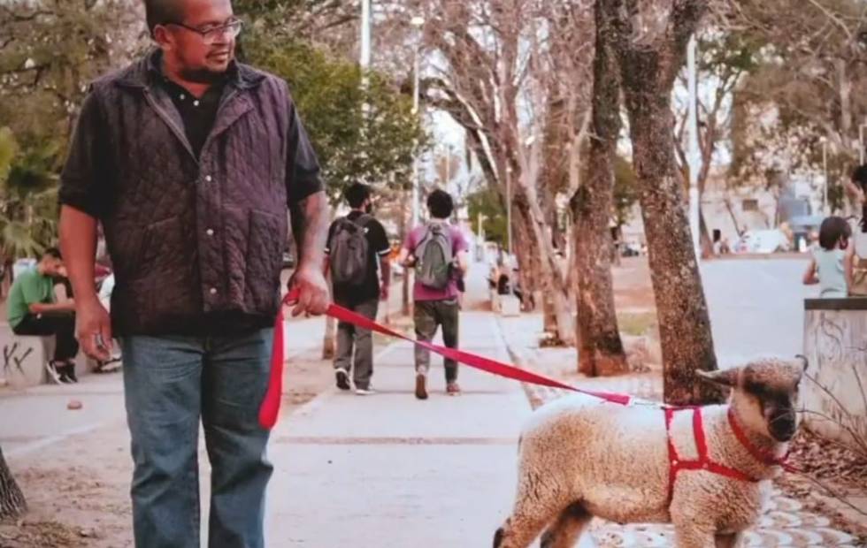 La historia de Bebo, la oveja viral y más famosa de Corrientes