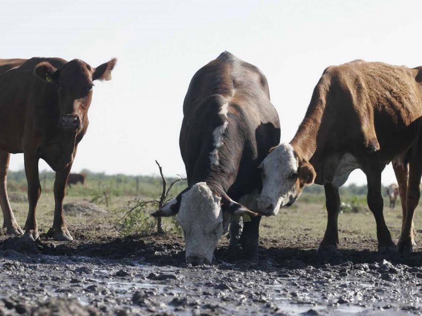 Emergencia Agropecuaria: los requisitos para los productores