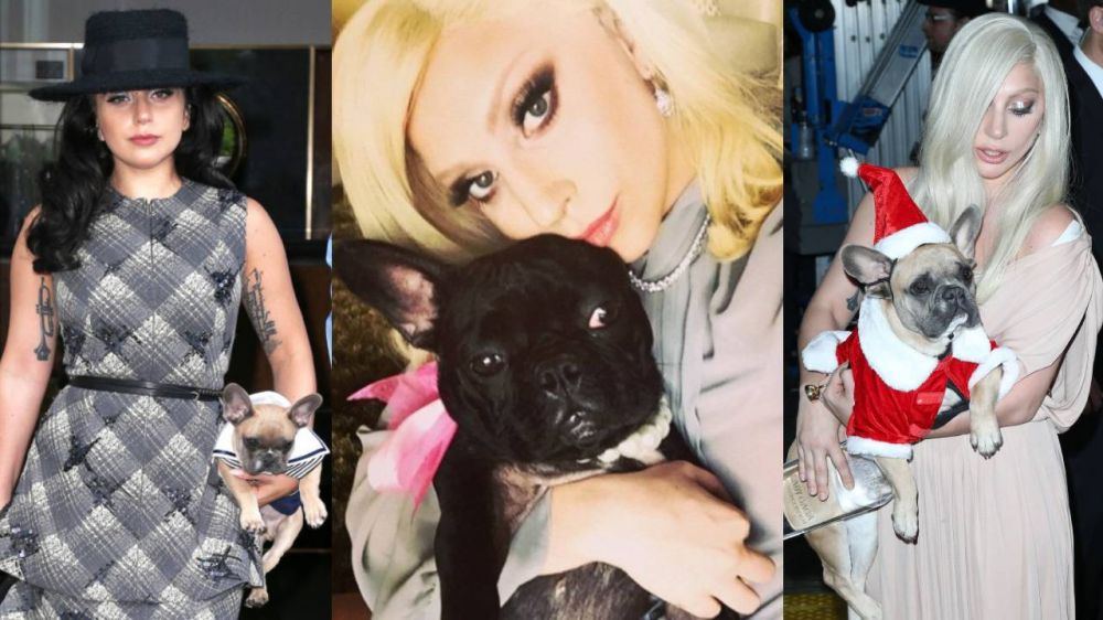 Lady Gaga ofrece medio millón de dólares por sus perros robados