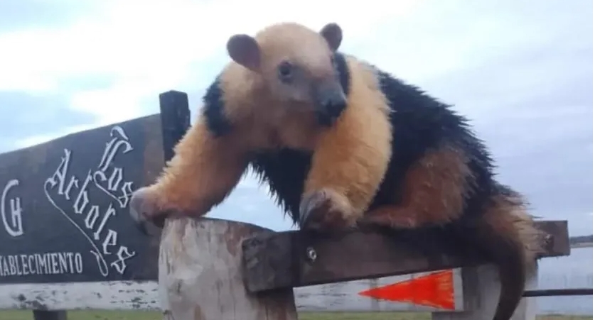 Corrientes: apareció un oso melero en un corral de animales cerca de Itatí