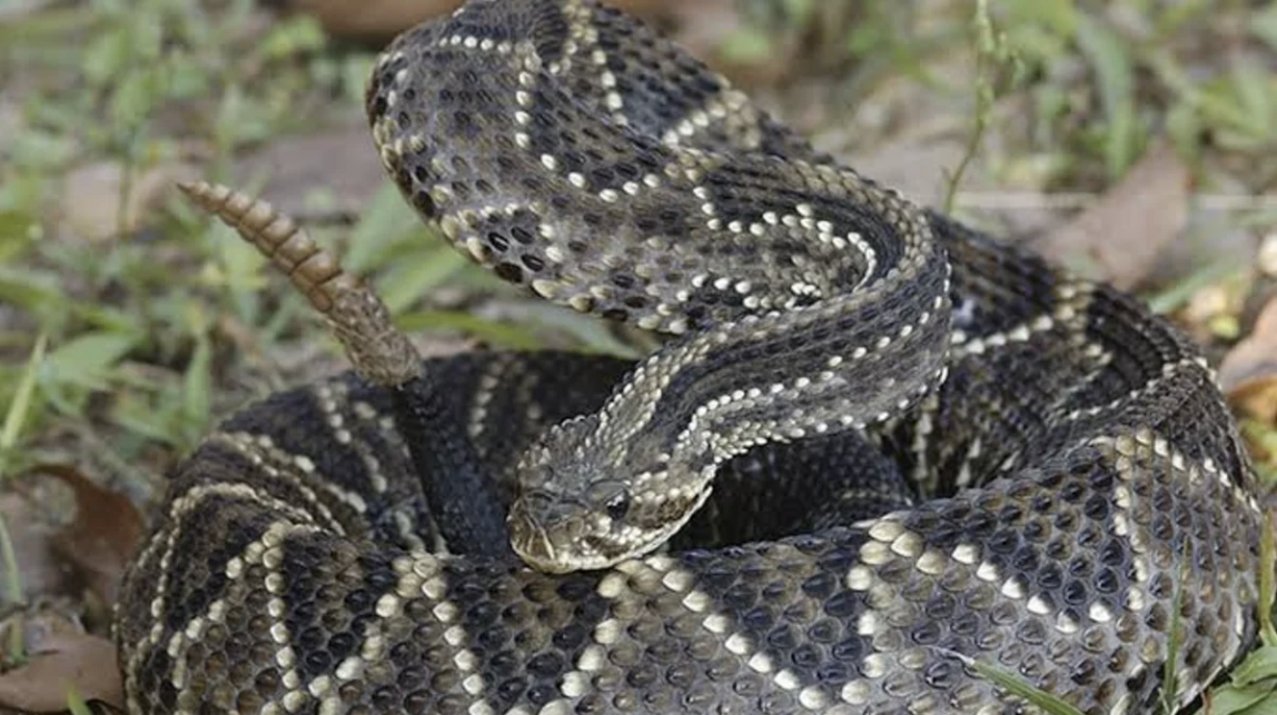 Goya: un adolescente de 15 años fue mordido por una serpiente cascabel