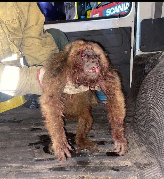Saladas: jóvenes atacaron a un monito con un rifle de aire comprimido