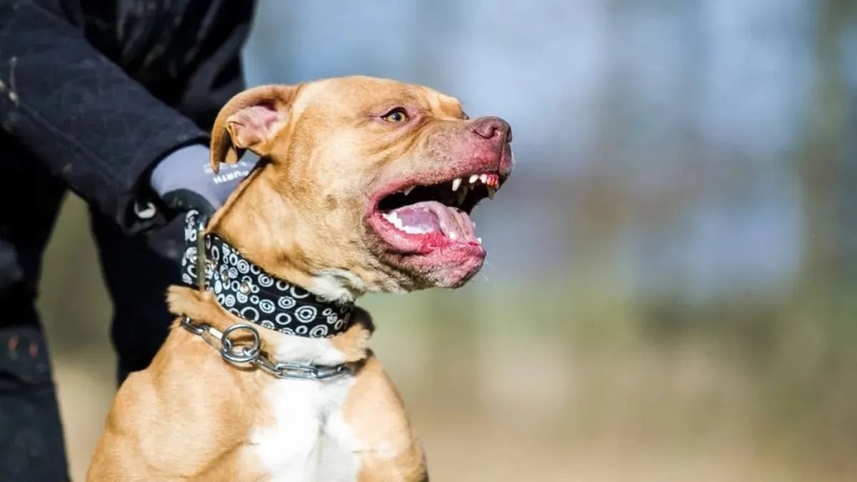 Paso de los Libres: Un perro pitbull atacó y mató a una nena de 10 años