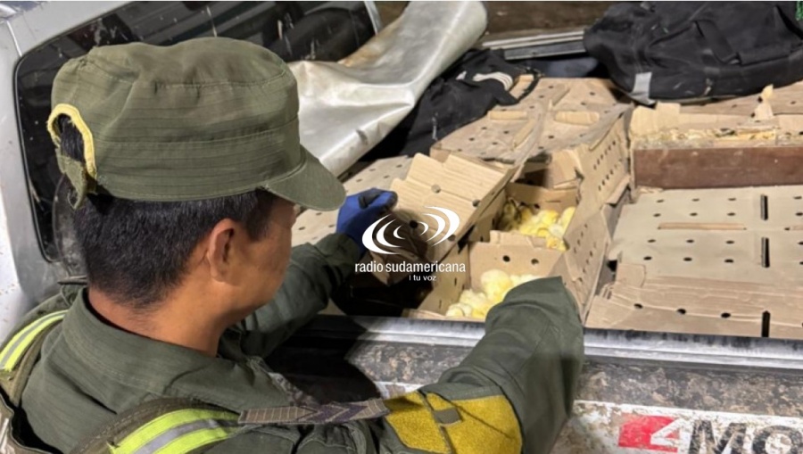 Puente Belgrano: trasladaban 1.900 pollitos en la caja de una camioneta