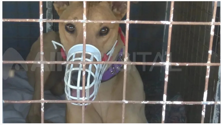 Polémico: 61 galgos rescatados fueron devueltos a sus explotadores