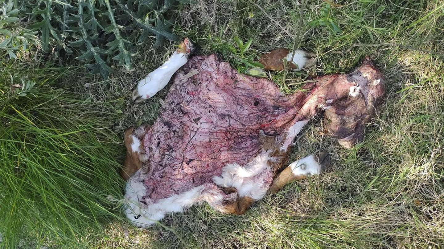 Robo de ganado: la Justicia liberó a los sospechosos porque "robaron por hambre"