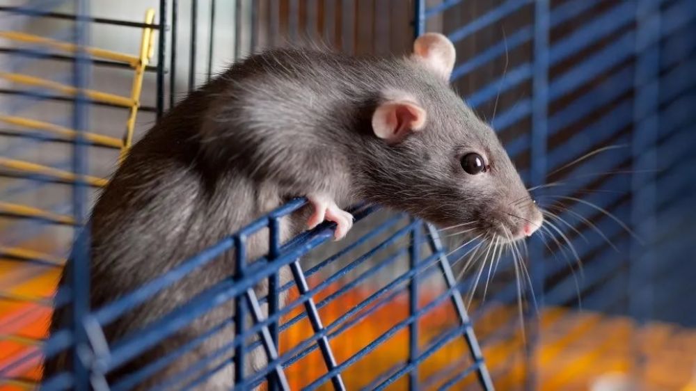 Ratoncito "se hace la víctima" para no morir de un escobazo