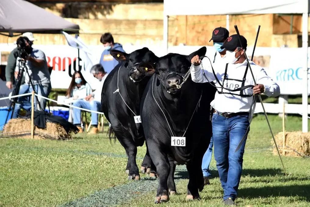 Corrientes se prepara para la Exposición Nacional de Razas bovinas y equinas