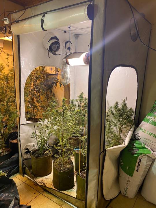 Buscaban pistas por femicidio y hallaron invernadero de marihuana en Corrientes