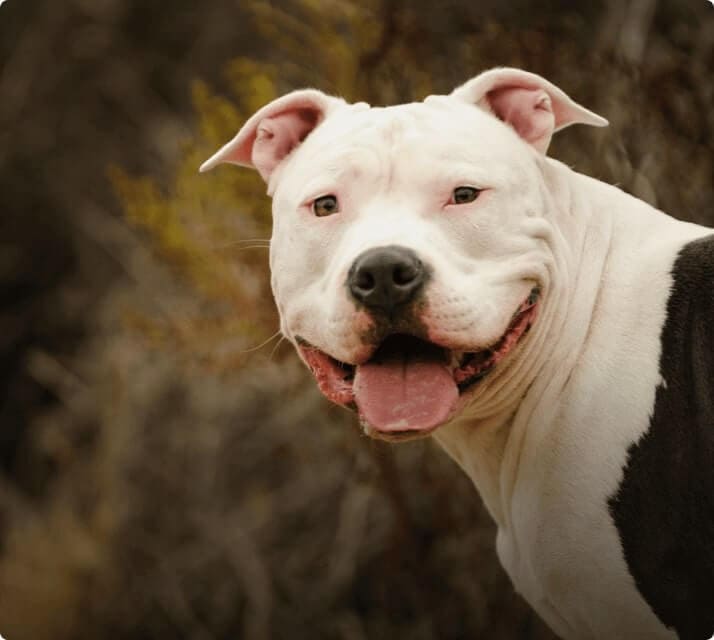 Una mujer de 87 años murió tras ser atacada por un pitbull