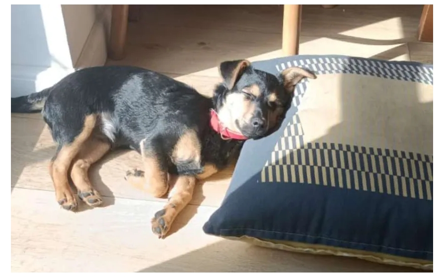 Coco, el perro que está varado en Ezeiza, recibirá una vacuna antirrábica y quedará en cuarentena