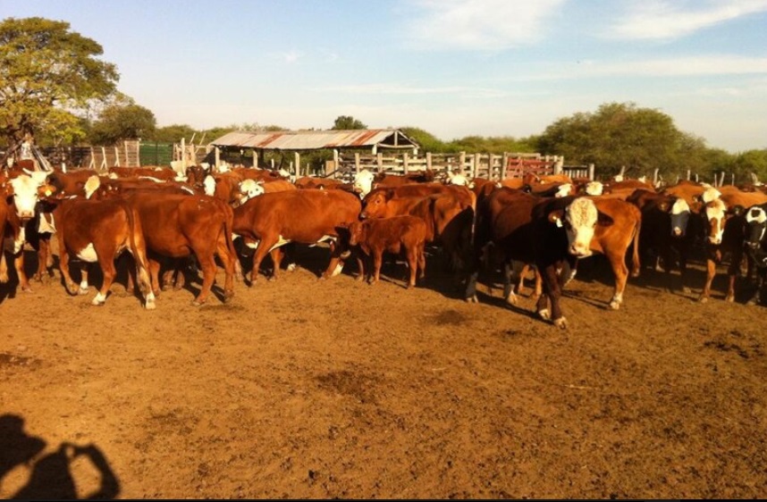 Investigan una supuesta estafa con 2000 vacas en Corrientes
