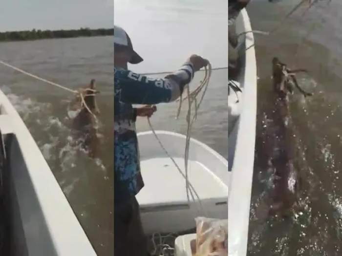 Pescadores se grabaron matando a un ciervo que cruzaba el Río Paraná