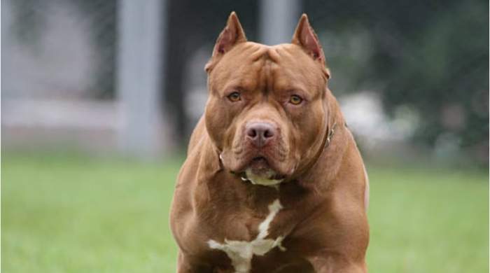 Una mujer de 80 años fue atacada por su pitbull y está en estado crítico