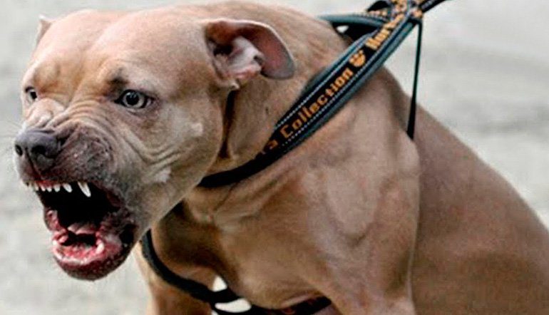 Un pitbull furioso le desprendió el brazo a un ladrón y piden sacrificarlo: "Defendió a su familia"