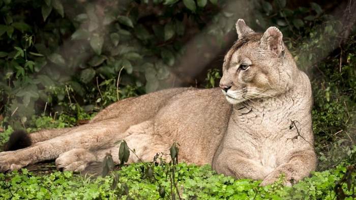 Un hombre mató a golpes a un puma en Jujuy y será multado