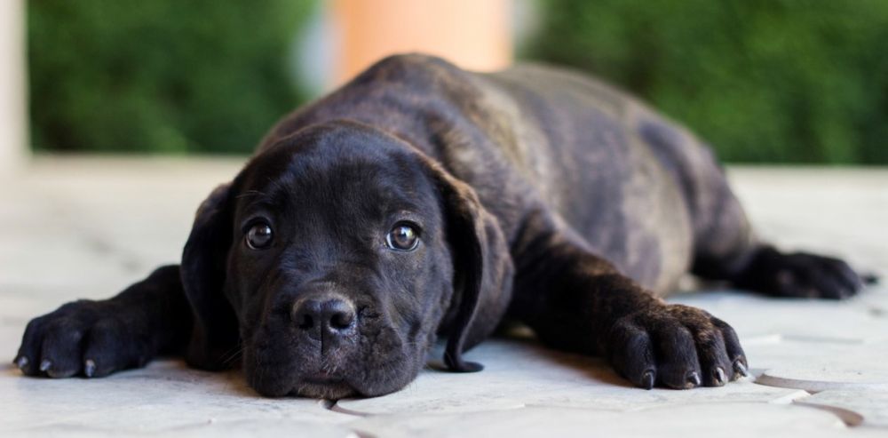 Música para animales y otros tips para cuidar a tu mascota