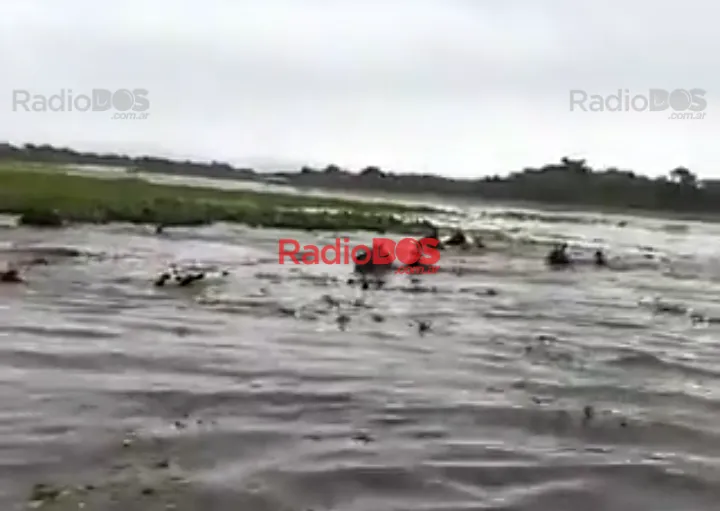 Video viral: Gauchos correntinos salvan ganado en el río Uruguay