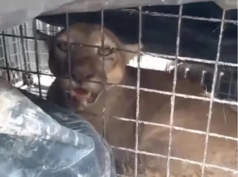 Atraparon a puma que apareció en una estancia de un paraje en Alvear