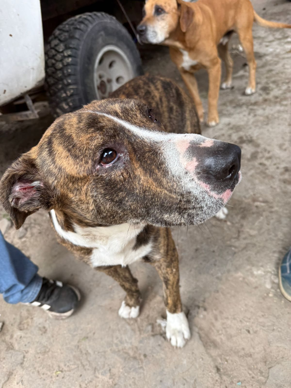 Crueldad animal en Esquina: rescatan perros maltratados y secuestran armas de fuego