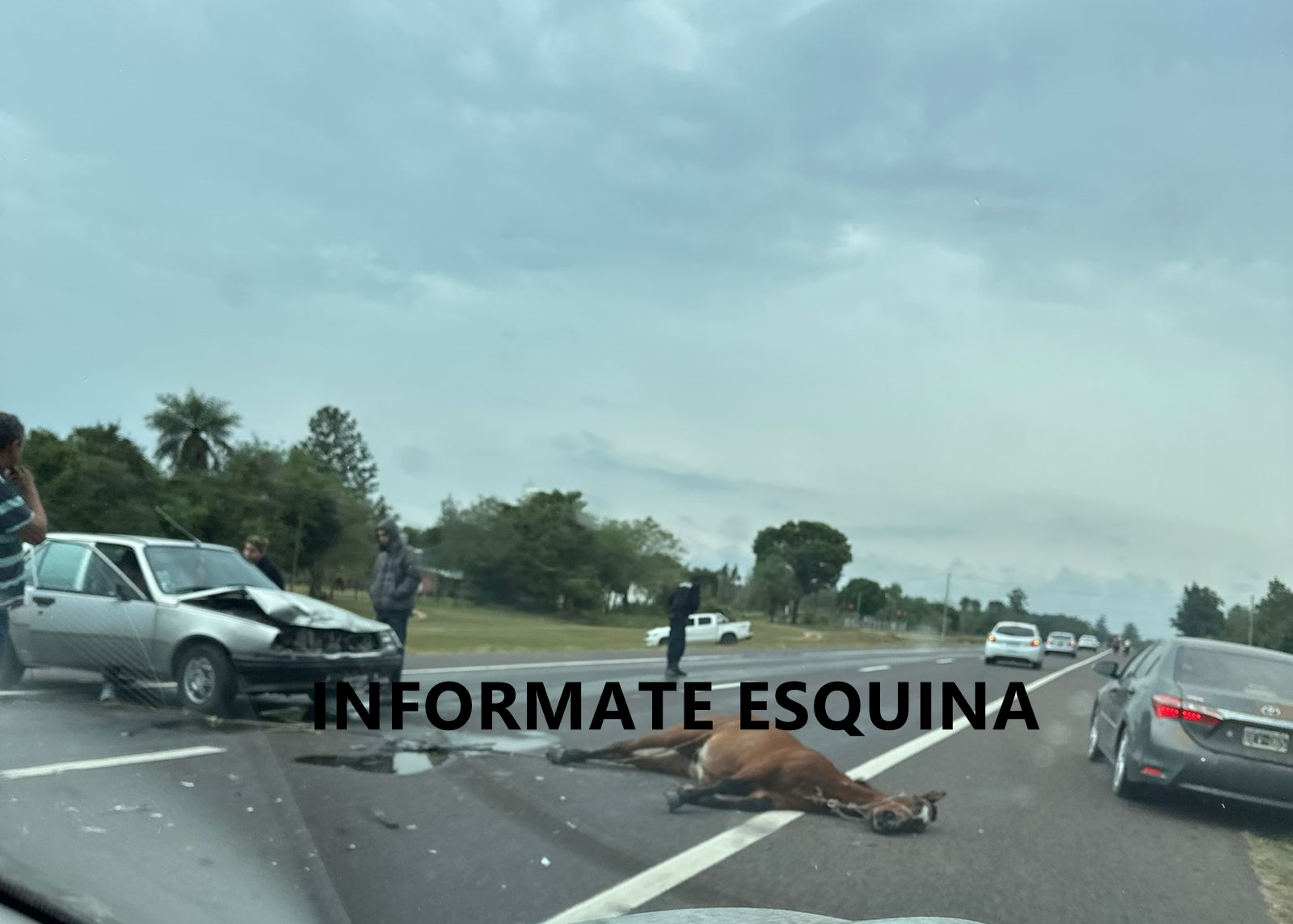 Un automóvil atropelló a un caballo sobre ruta nacional 12