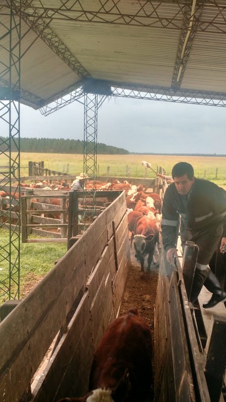 Comenzó la campaña de inmunización contra la tristeza bovina