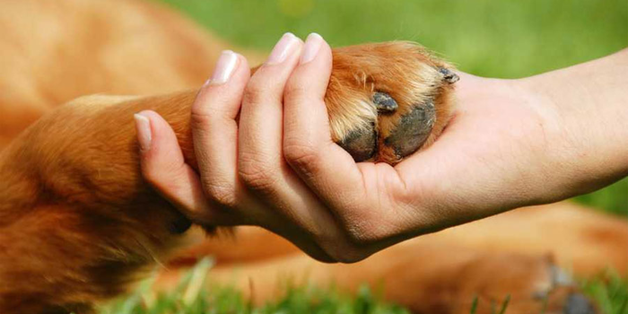 Carlos Oviedo presentó un proyecto de ordenanza para la protección animal